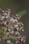 Longleaf milkweed